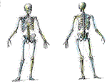 Human Body